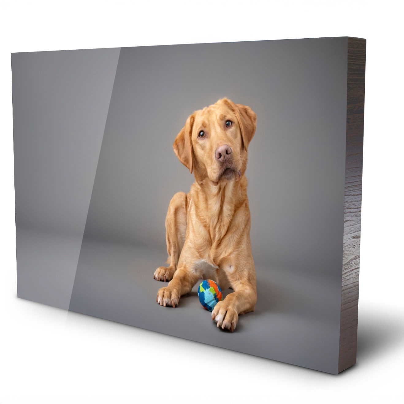 Acrylic dog portrait print with vibrant colour and depth