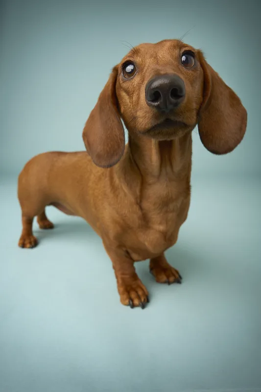 Dog portrait — Dog Gone Art Photography Calgary