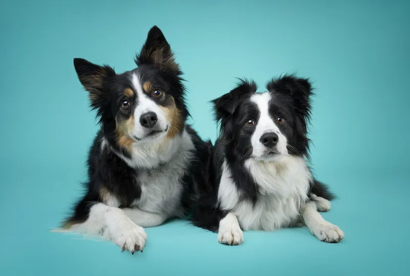 Dog portrait — Dog Gone Art Photography Calgary