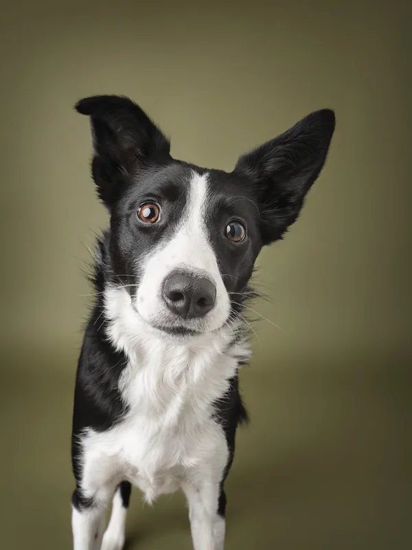 Dog portrait — Dog Gone Art Photography Calgary