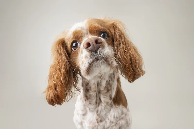 Dog portrait — Dog Gone Art Photography Calgary