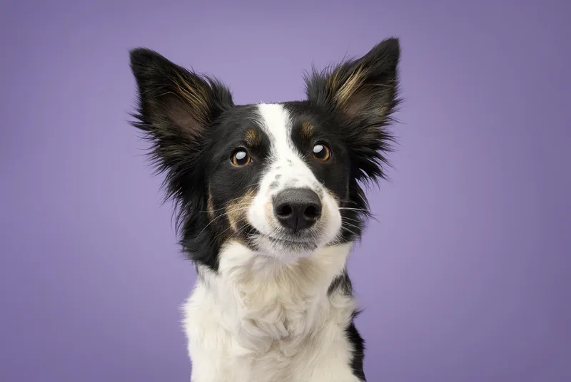 Dog portrait — Dog Gone Art Photography Calgary