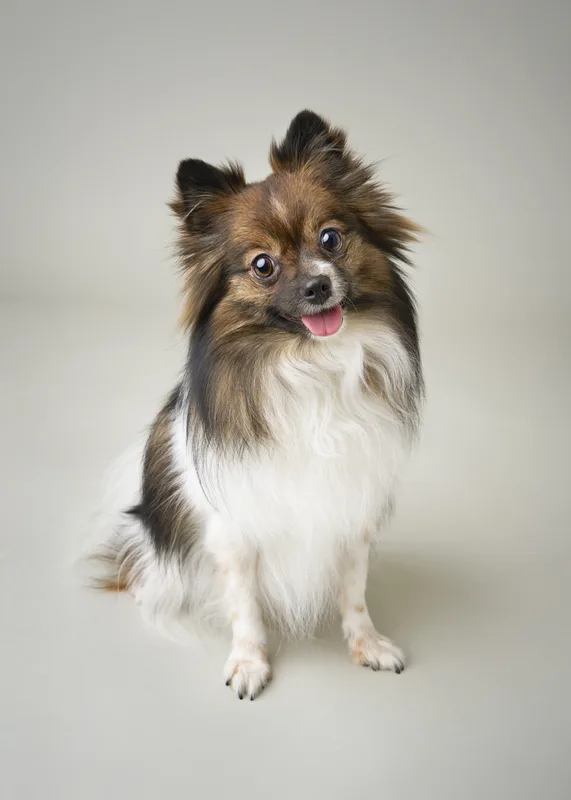 Dog portrait — Dog Gone Art Photography Calgary