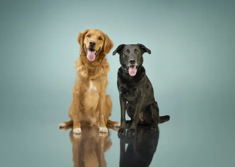 Dog portrait — Dog Gone Art Photography Calgary