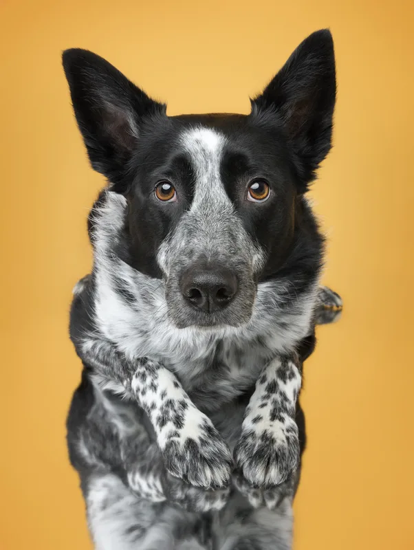 Dog portrait — Dog Gone Art Photography Calgary