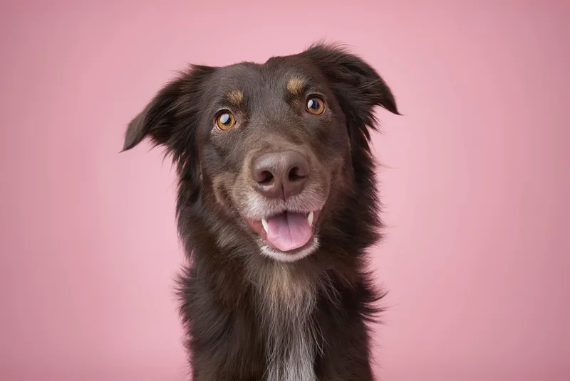 Dog portrait — Dog Gone Art Photography Calgary