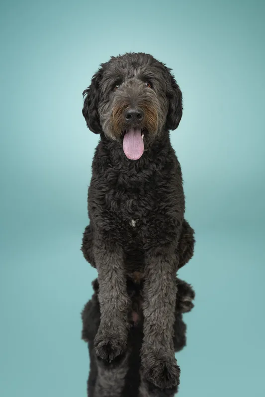 Dog portrait — Dog Gone Art Photography Calgary