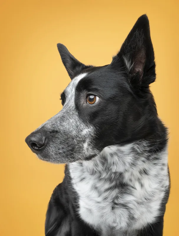 Dog portrait — Dog Gone Art Photography Calgary