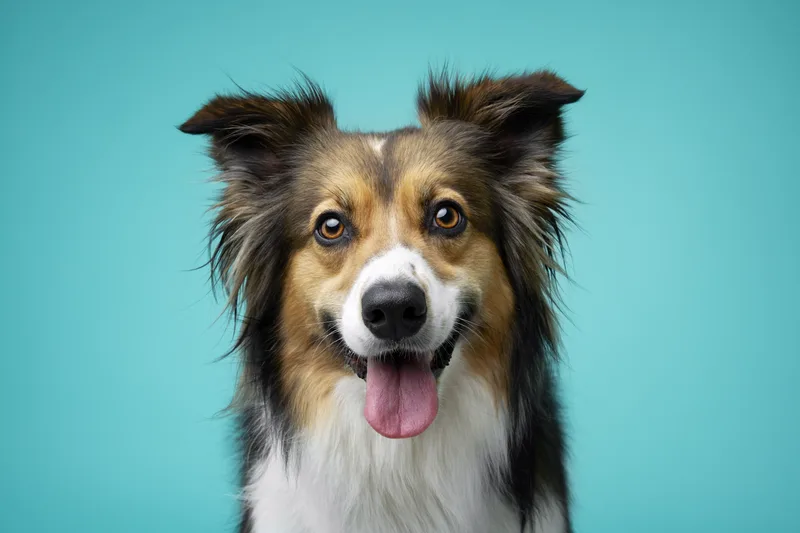 Dog portrait — Dog Gone Art Photography Calgary