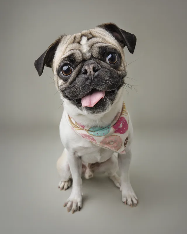 Dog portrait — Dog Gone Art Photography Calgary