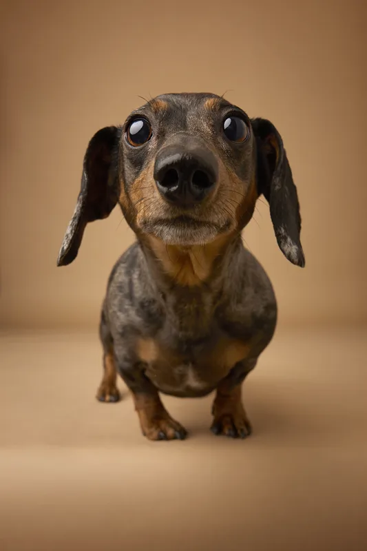 Dog portrait — Dog Gone Art Photography Calgary