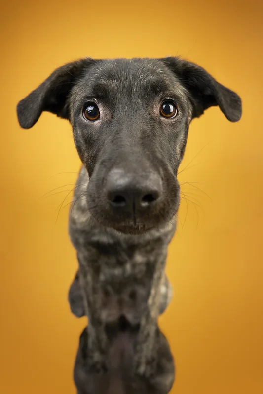 Dog portrait — Dog Gone Art Photography Calgary