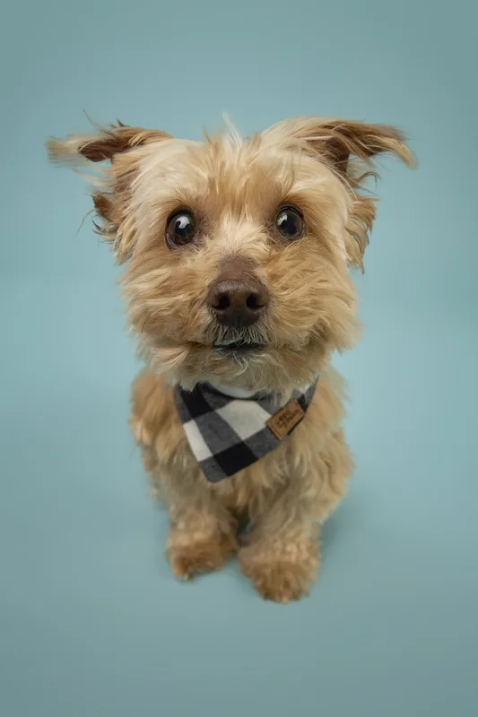 Dog portrait — Dog Gone Art Photography Calgary