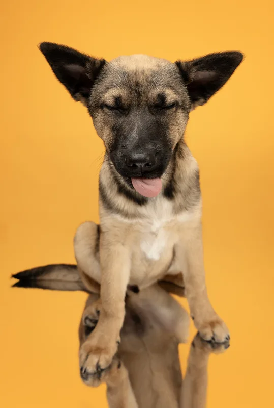 Dog portrait — Dog Gone Art Photography Calgary