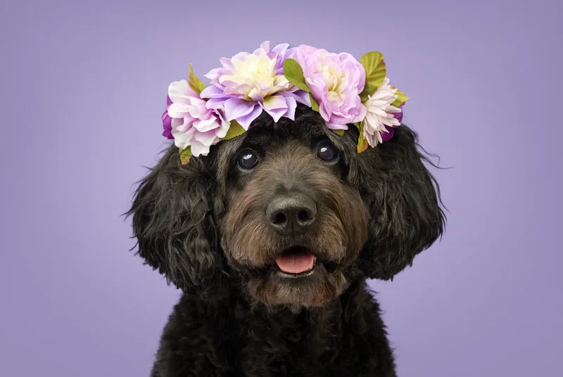 Dog portrait — Dog Gone Art Photography Calgary