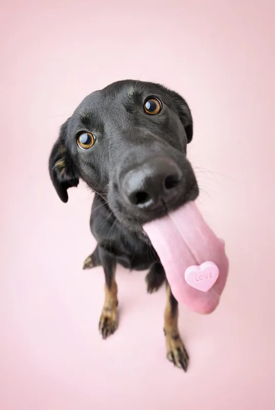 Dog portrait — Dog Gone Art Photography Calgary