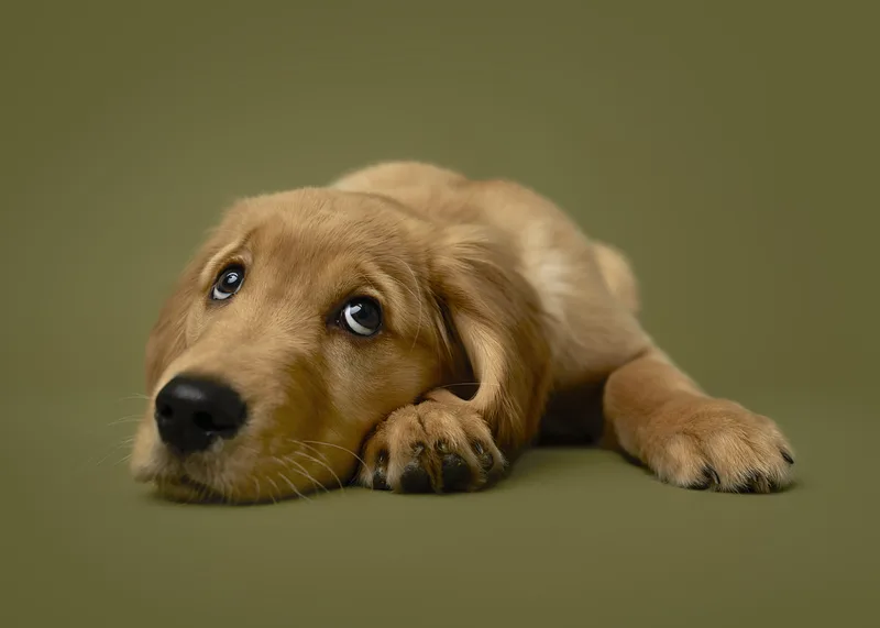 Dog portrait — Dog Gone Art Photography Calgary