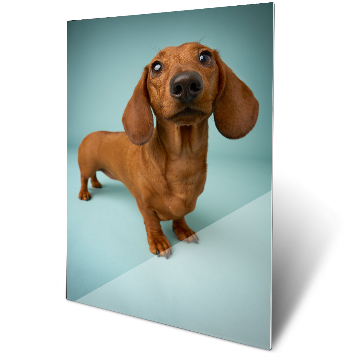 Metal dog portrait print with vivid high-contrast detail