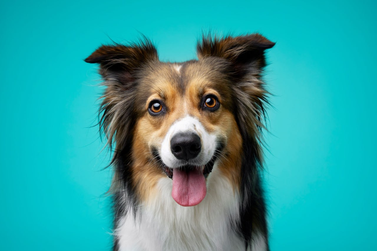 Bright Side — Dog Gone Art Winter Garden Collection