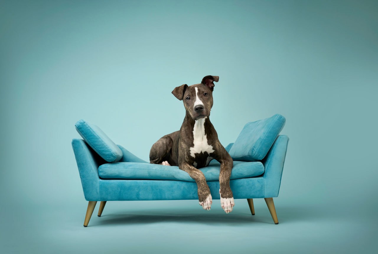 Exhibit A — Dog Gone Art Winter Garden Collection