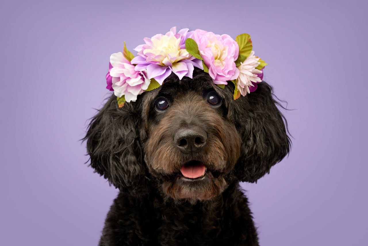 In Bloom — Dog Gone Art Winter Garden Collection