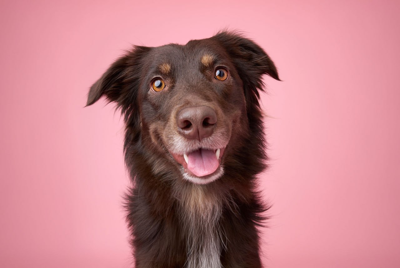 Overjoyed — Dog Gone Art Winter Garden Collection