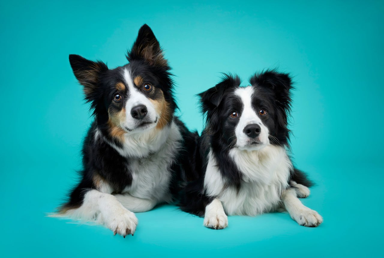 Side by Side — Dog Gone Art Winter Garden Collection