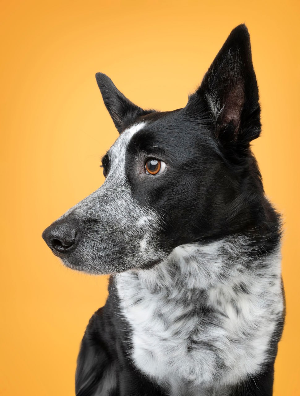 The Profile — Dog Gone Art Winter Garden Collection