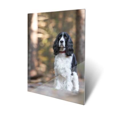 Wall Art Metal - Dog Photography