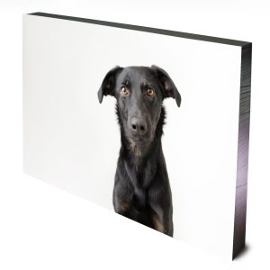 Canvas wall art dog portrait of Black Lab