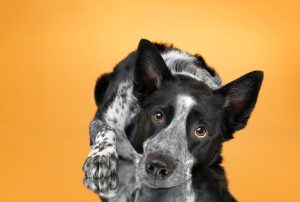 Boarder Collie dog being photographed for custom wall art in Calgary at Dog Gone Art Photography
