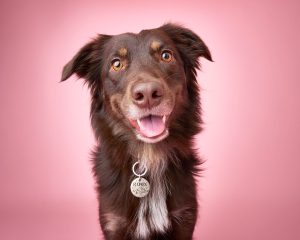 Friendly dog being photographed for custom wall art in Calgary at Dog Gone Art Photography