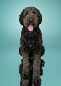 Labradoodle dog getting photos taken in Calgary at Dog Gone Art Photography studio