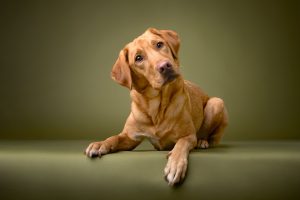 Golden Retriever dog getting photo taken in Calgary at Dog Gone Art Photography
