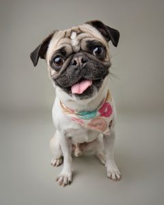 Dog portraiture studio in Calgary getting photos of a silly pug.