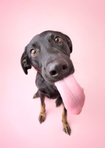 Black lab dog getting photo taken in Calgary at Dog Gone Art Photography